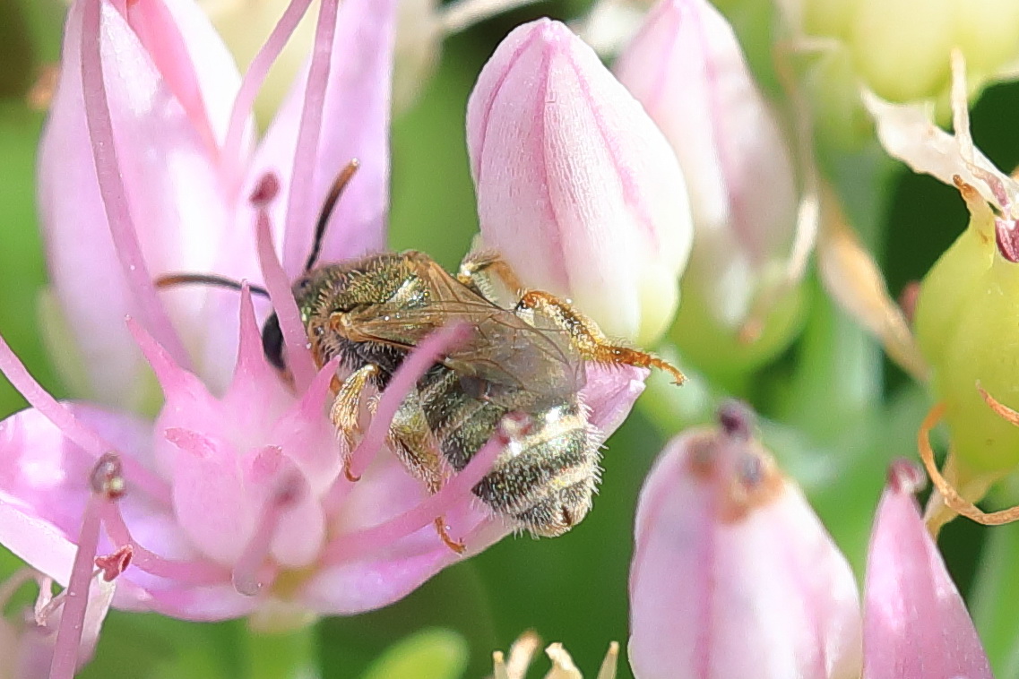 Apidae Halictinae: Seladonia [= Halictus (Seladonia)] sp., femmina